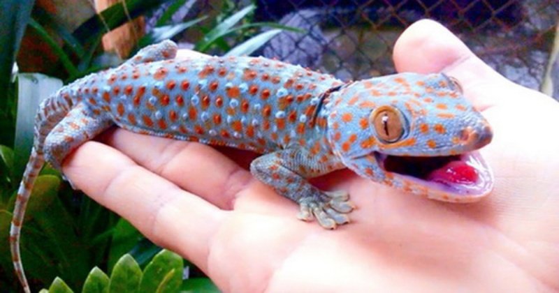 Chiêm bao thấy mình bị tắc kè cắn